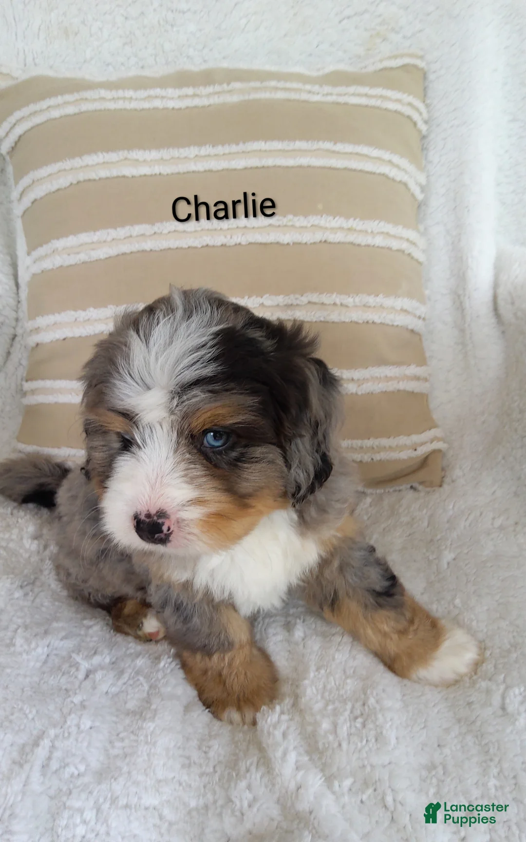 Bernedoodle dogs for sale: Bernedoodle Puppy 4 - Ad 2