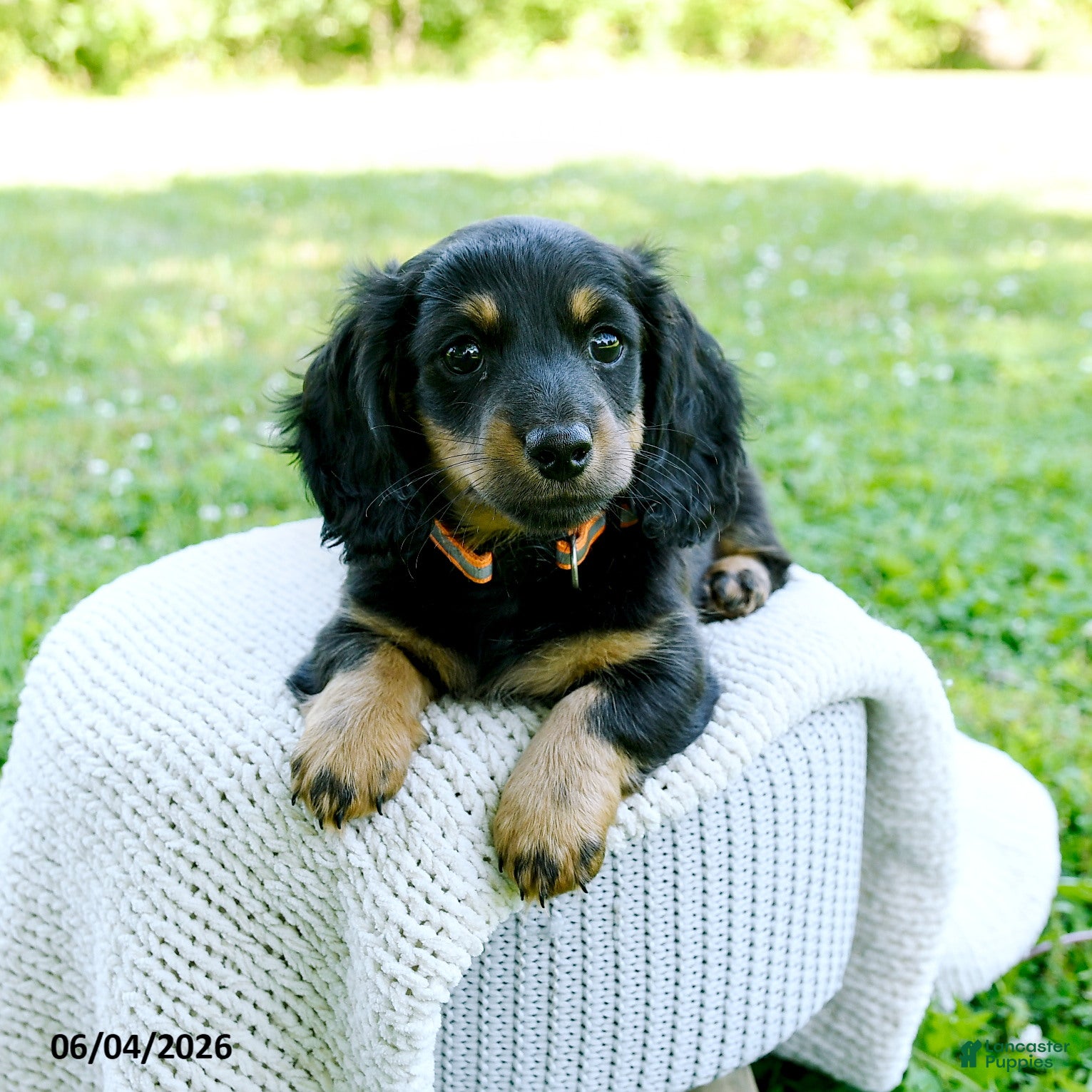 Miniature Dachshund dogs for sale: Davis - Ad 2