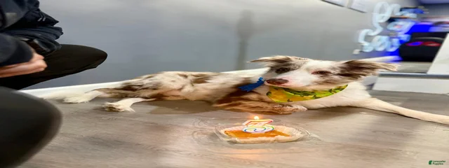 Maro