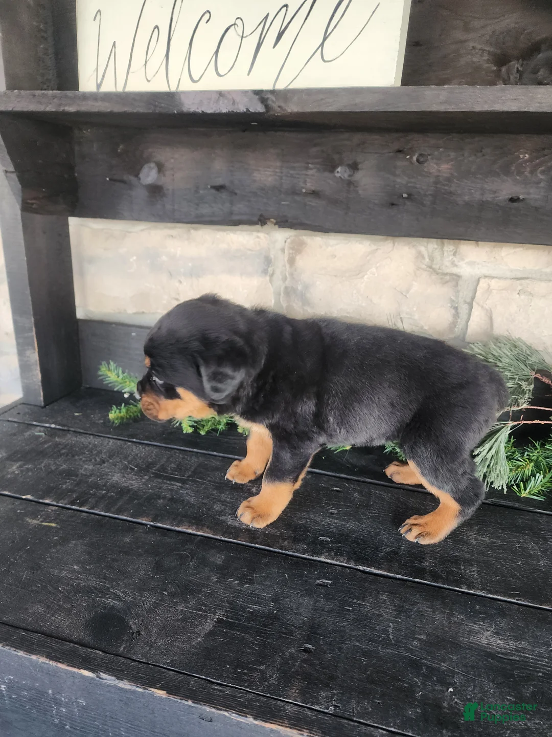 Rottweiler dogs for sale: Bella - Ad 2