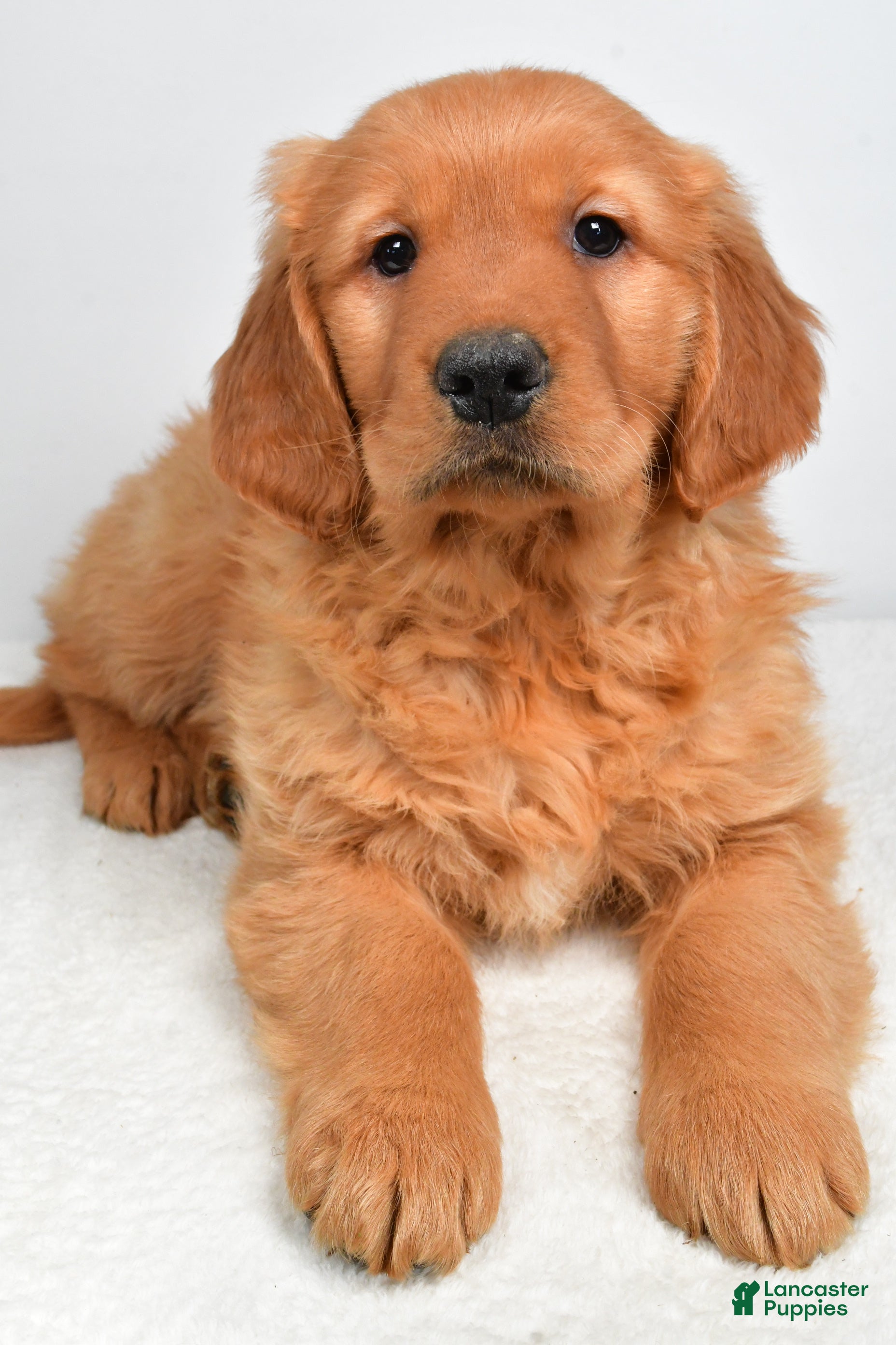 Golden Retriever dogs Asher - Ad 6