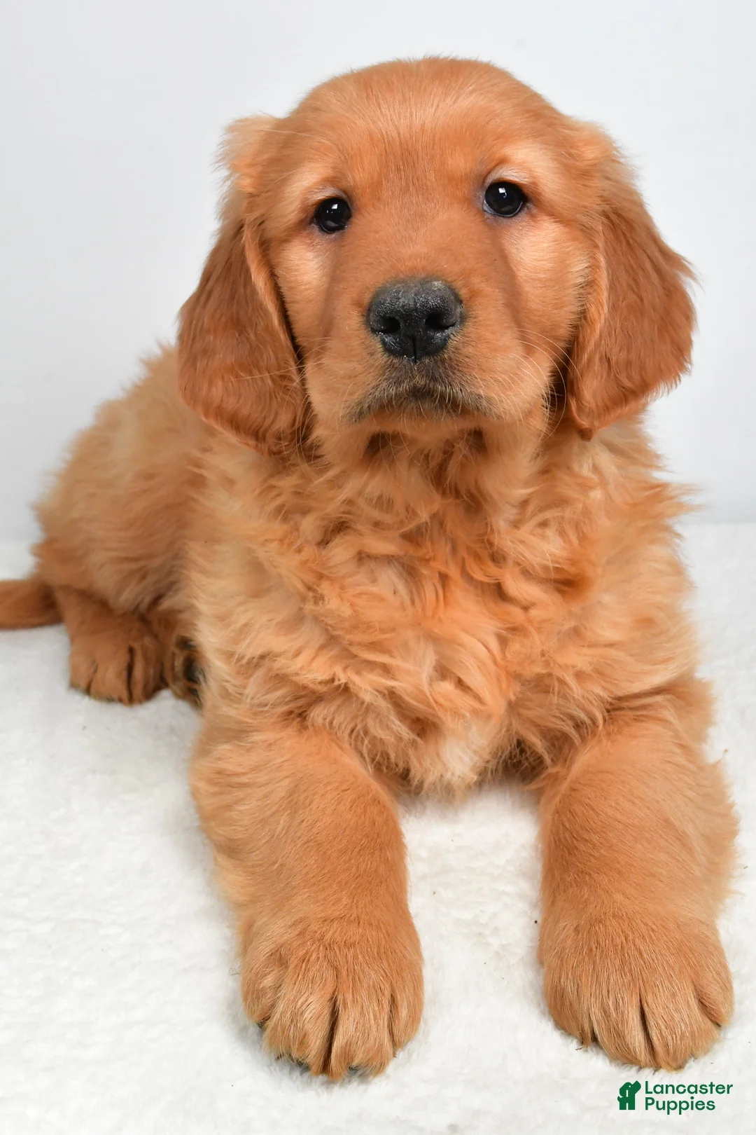 Golden Retriever dogs for sale: Asher - Ad 1