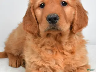 Golden Retriever dogs Asher - Ad 6