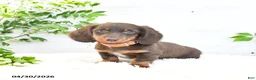 Miniature Dachshund dogs for sale: Manny - Ad 2