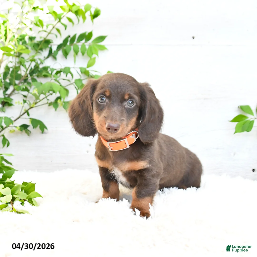 Miniature Dachshund dogs for sale: Manny - Ad 2