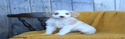 Goldendoodle dogs for sale: Brie - Ad 1