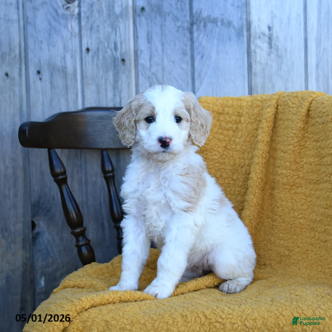 Goldendoodle dogs for sale: Brie - Ad 1