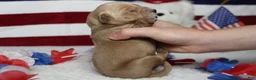 Golden Retriever dogs for sale: Brioche  - Ad 5
