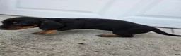Dachshund dogs for sale: Poppy - Ad 10