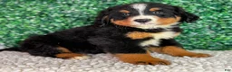 Bernese Mountain Dog dogs for sale:  Bentley  - Ad 4