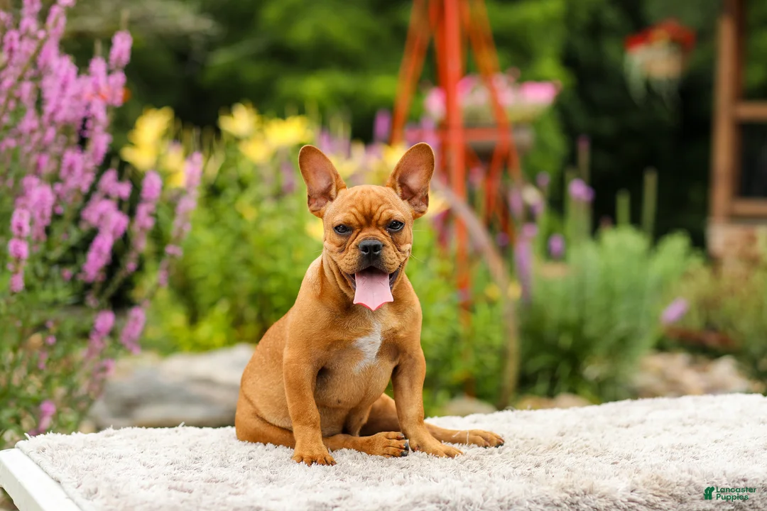 French Bulldog dogs for sale: Diesel - Ad 1