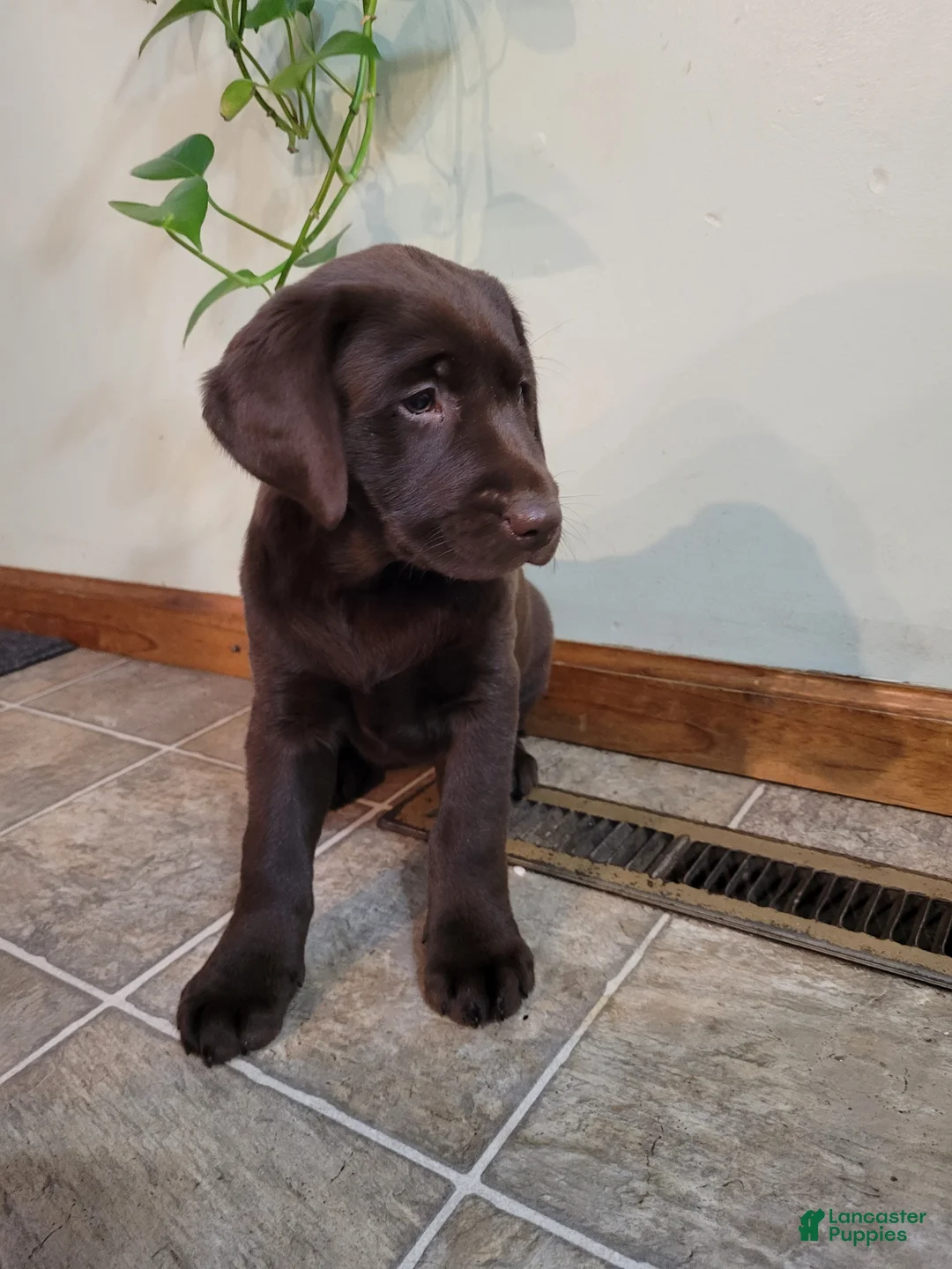 Labrador Retriever dogs for sale: Hazel - Ad 3