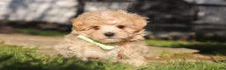 Maltipoo dogs for sale: Lane - Ad 8