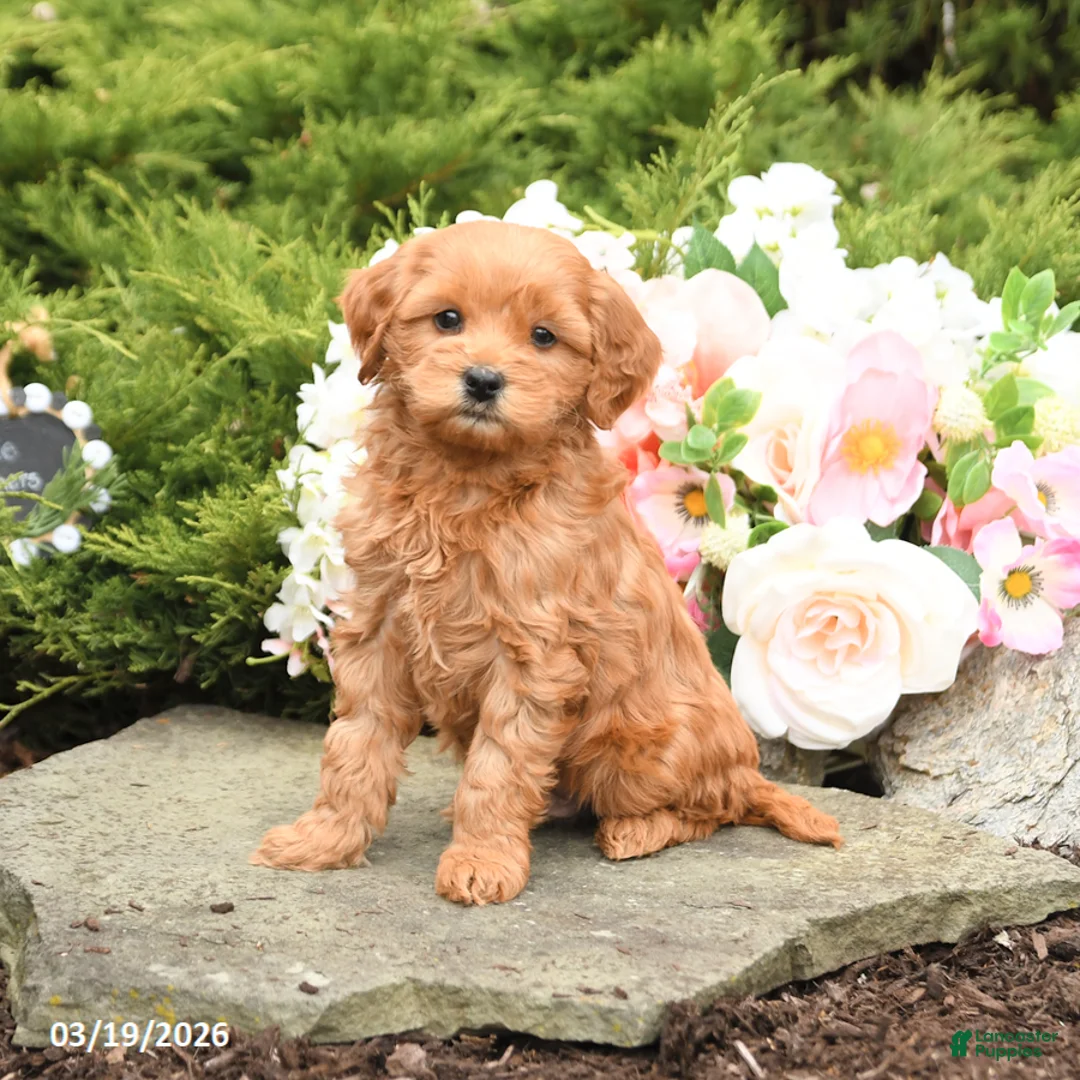 Mini Goldendoodle dogs for sale: Sparks - Ad 2