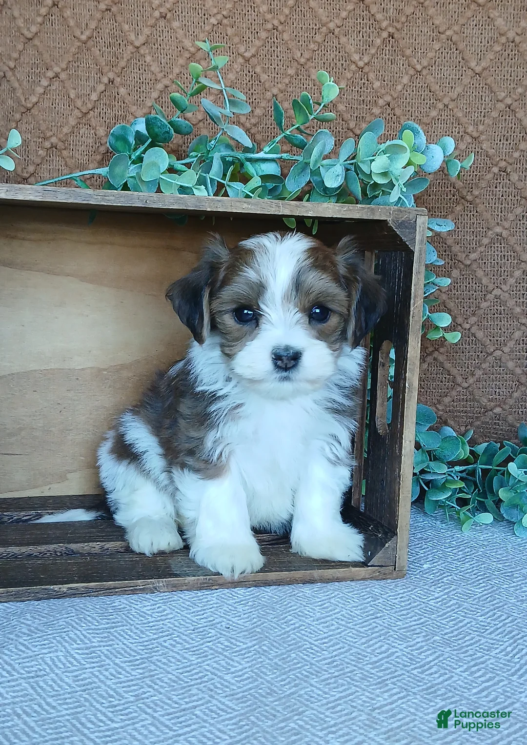 Havanese dogs for sale: Pebbles  - Ad 5