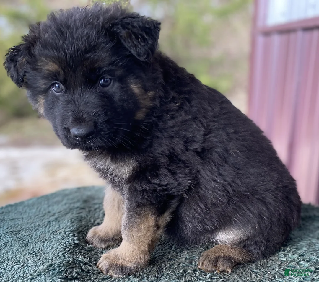 German Shepherd dogs for sale: German Shepherd Puppy 3 Molly - Ad 2
