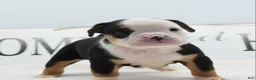 Mixed Breed dogs for sale: Diesel - Ad 6