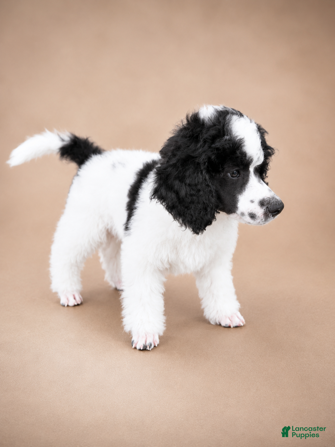 Miniature Poodle dogs Tank - Ad 2