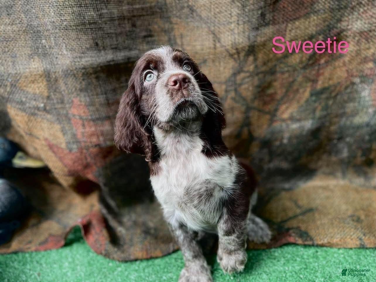 Duke (English Springer Spaniel, Male) in Manning, SC