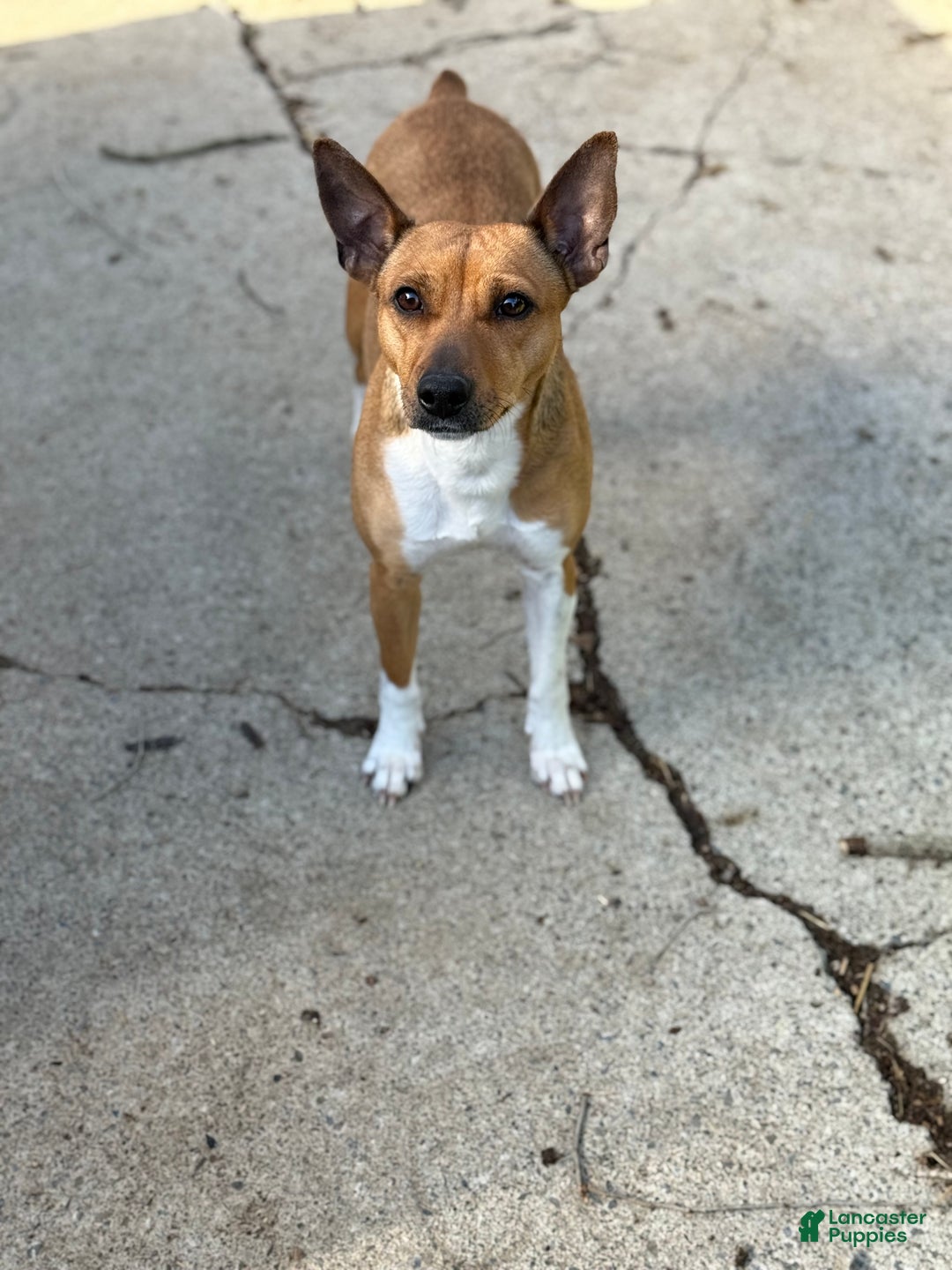 Rat Terrier dogs for sale: NATALIE - Ad 3