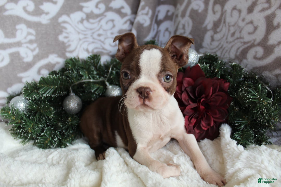 Gallery Image {{count}}