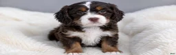 Mixed Breed dogs for sale: Honey - Ad 3