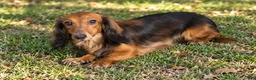 Miniature Dachshund dogs for sale: Benson - Ad 9