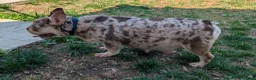 French Bulldog dogs for sale: New shade Isabella Merle  - Ad 6