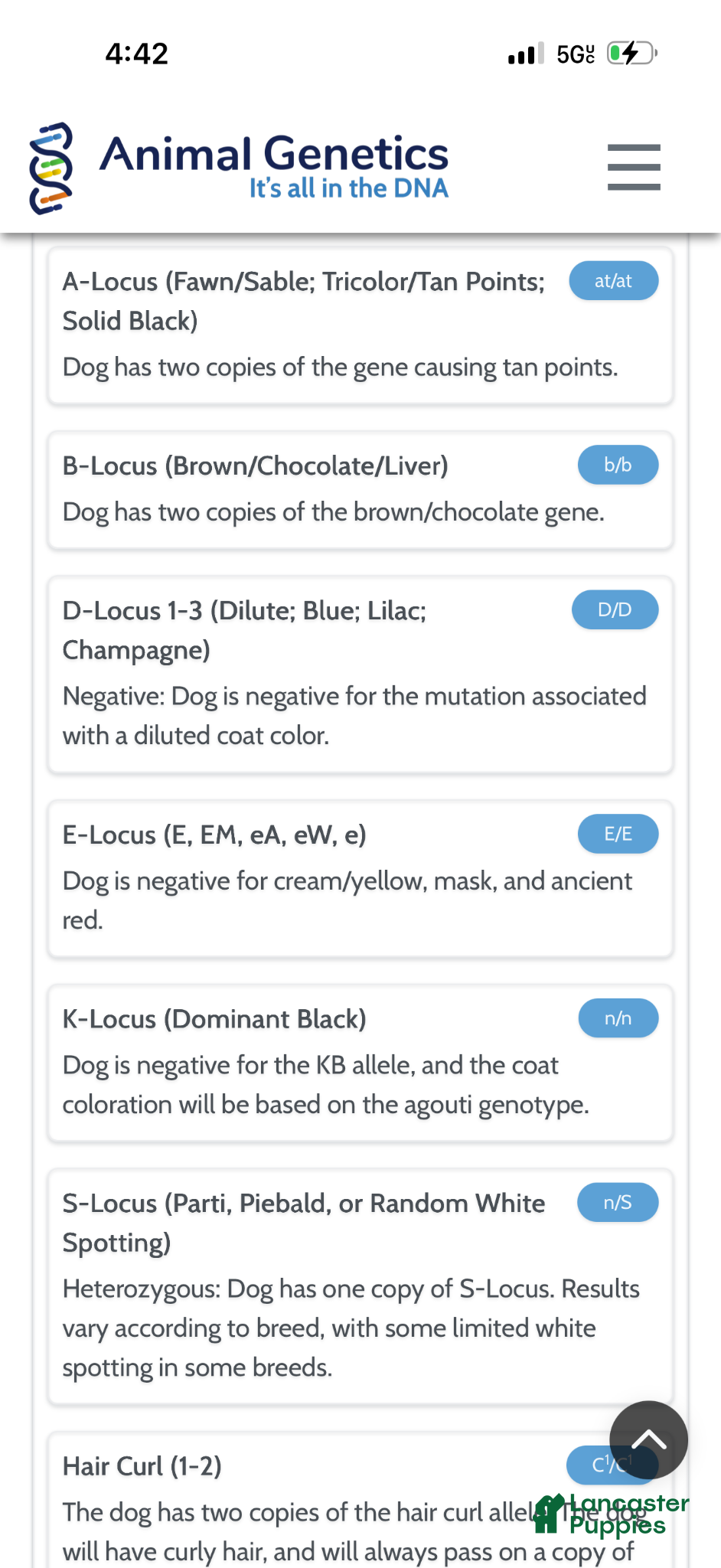 Miniature Poodle dogs for sale: Akc Clear Chocolate Phantom Animal Genetics tested - Ad 9