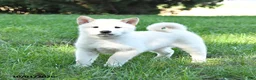 Shiba Inu dogs for sale: Gus - Ad 4