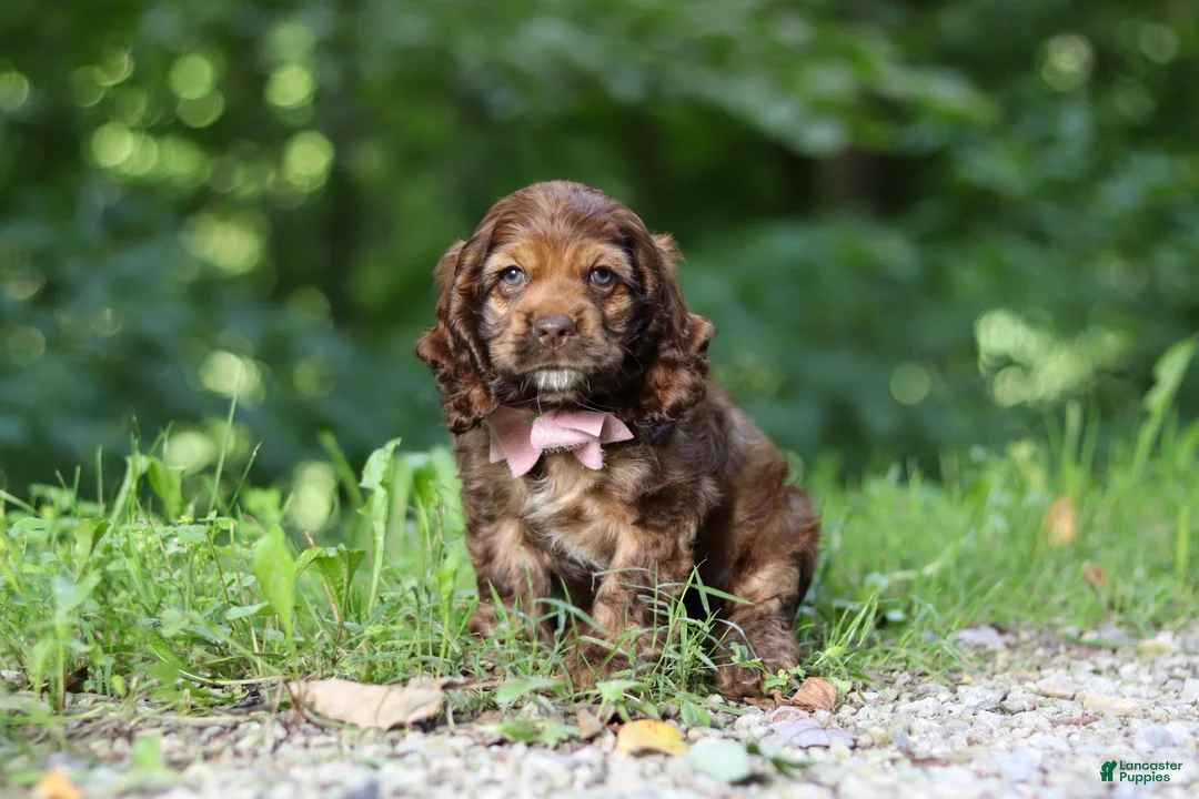 Cocker Spaniel dogs for sale: Sadie - Ad 1