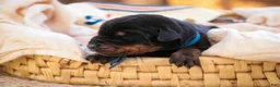 Doberman Pinscher dogs for sale: Malcolm - Ad 4