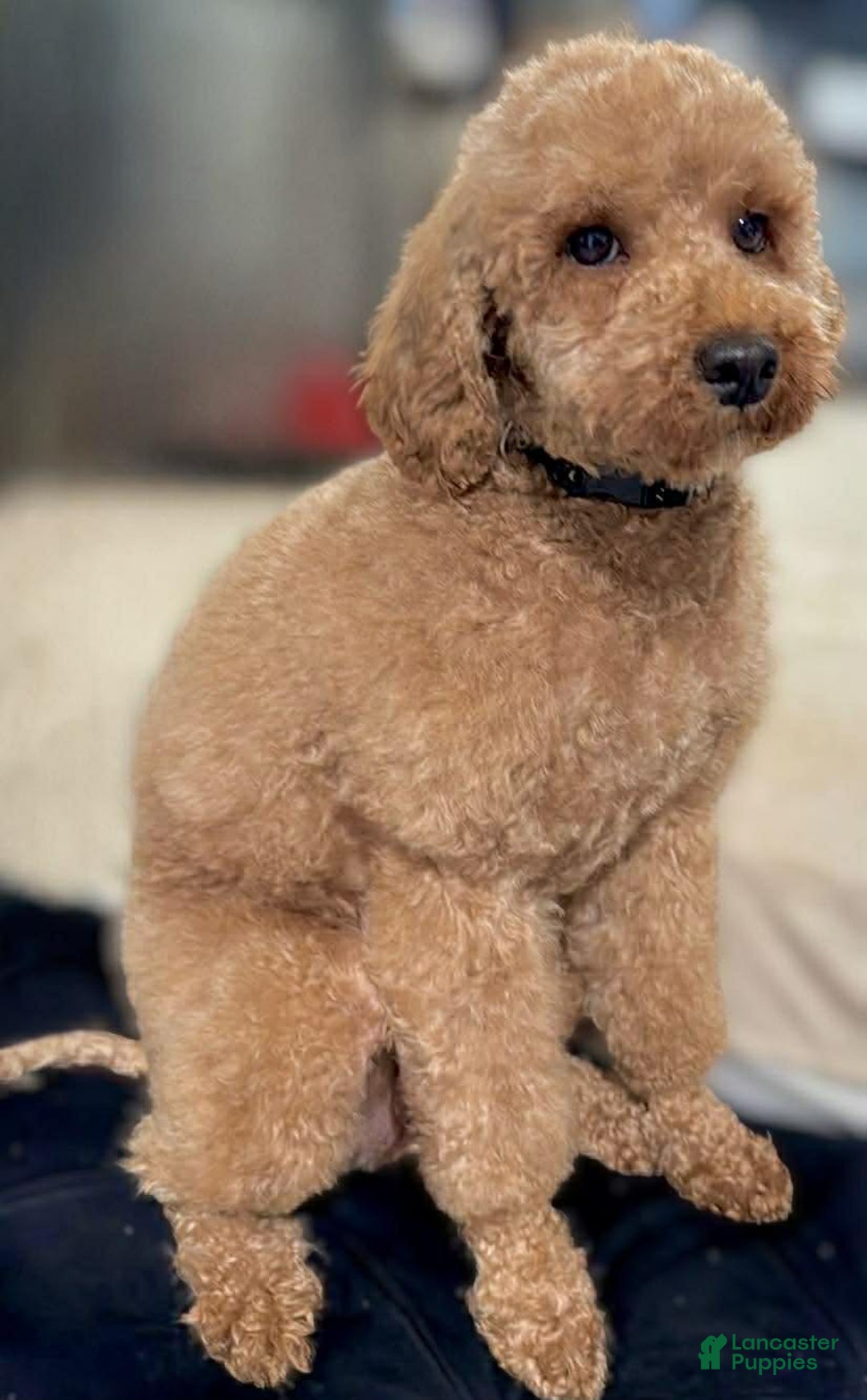 Miniature Poodle dogs for sale: Miniature Poodle Puppy 1 - Ad 6