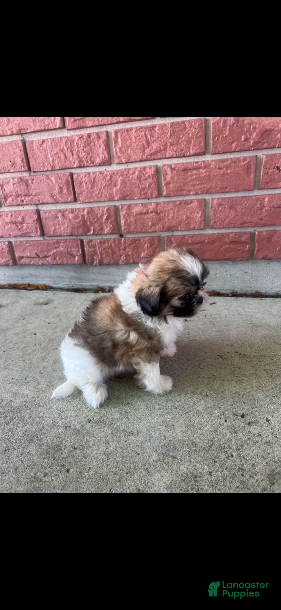 Teddy Bear dogs Teddy Bear 1 - Ad 1