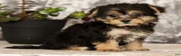 Yochon dogs for sale: Violet - Ad 3