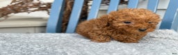 Toy Poodle dogs for sale: Otis - Ad 10