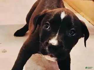 Mixed Breed dogs Arrow - Ad 18