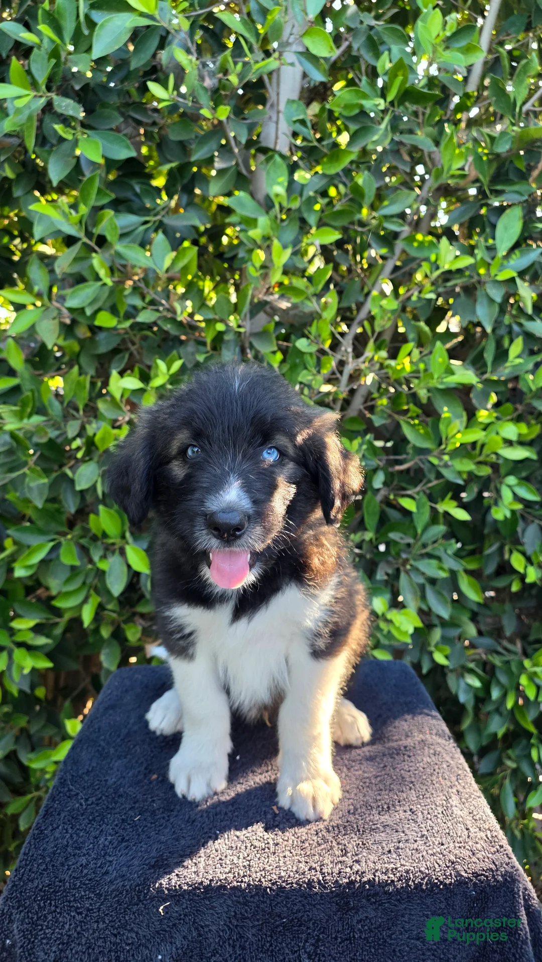 Mixed Breed dogs for sale: Red - Ad 2