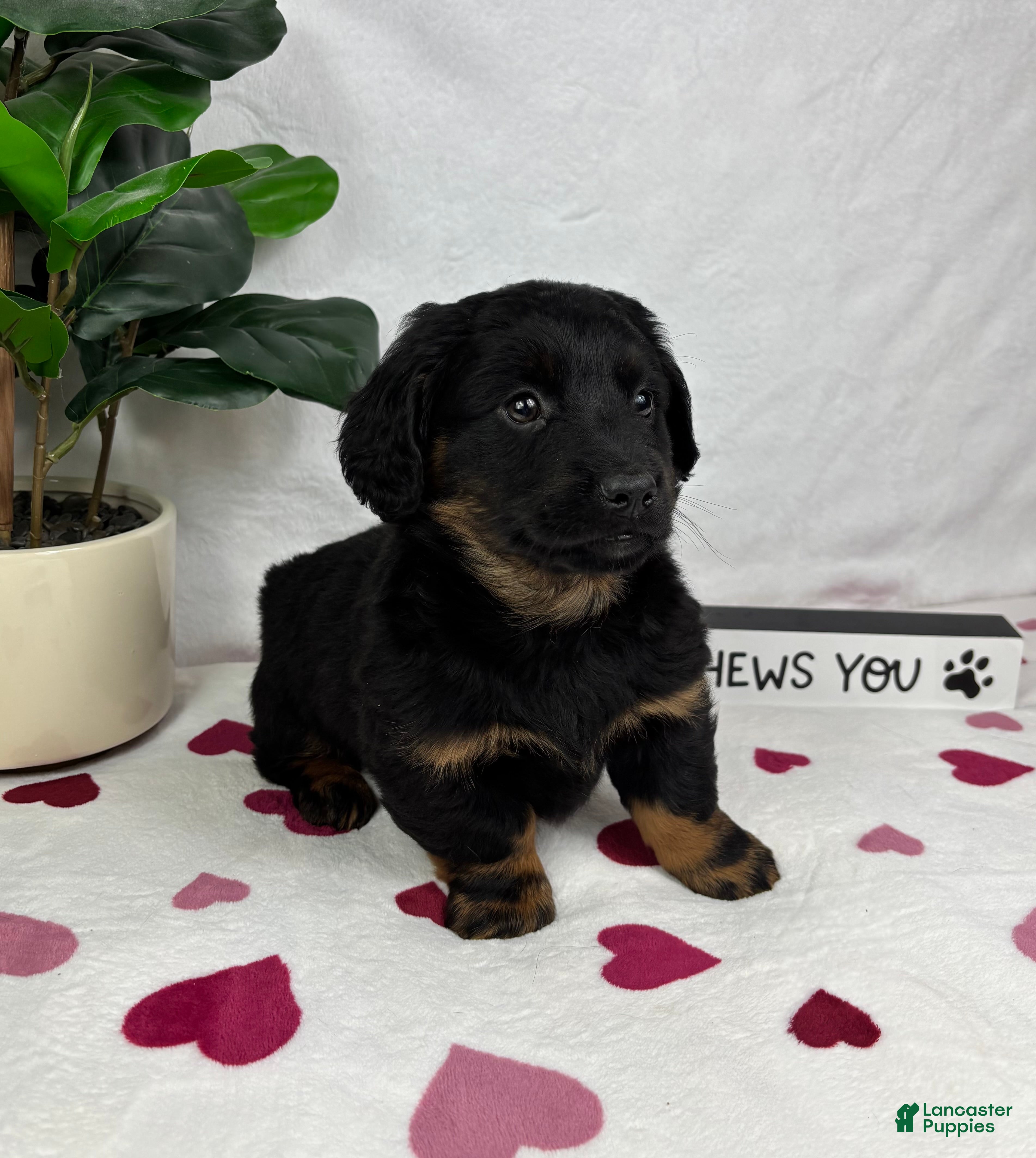 Dachshund dogs Dakota  - Ad 35