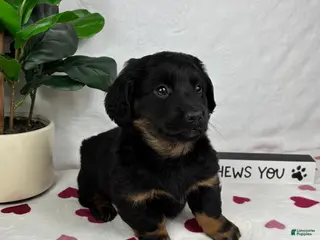 Dachshund dogs Dakota - Ad 35