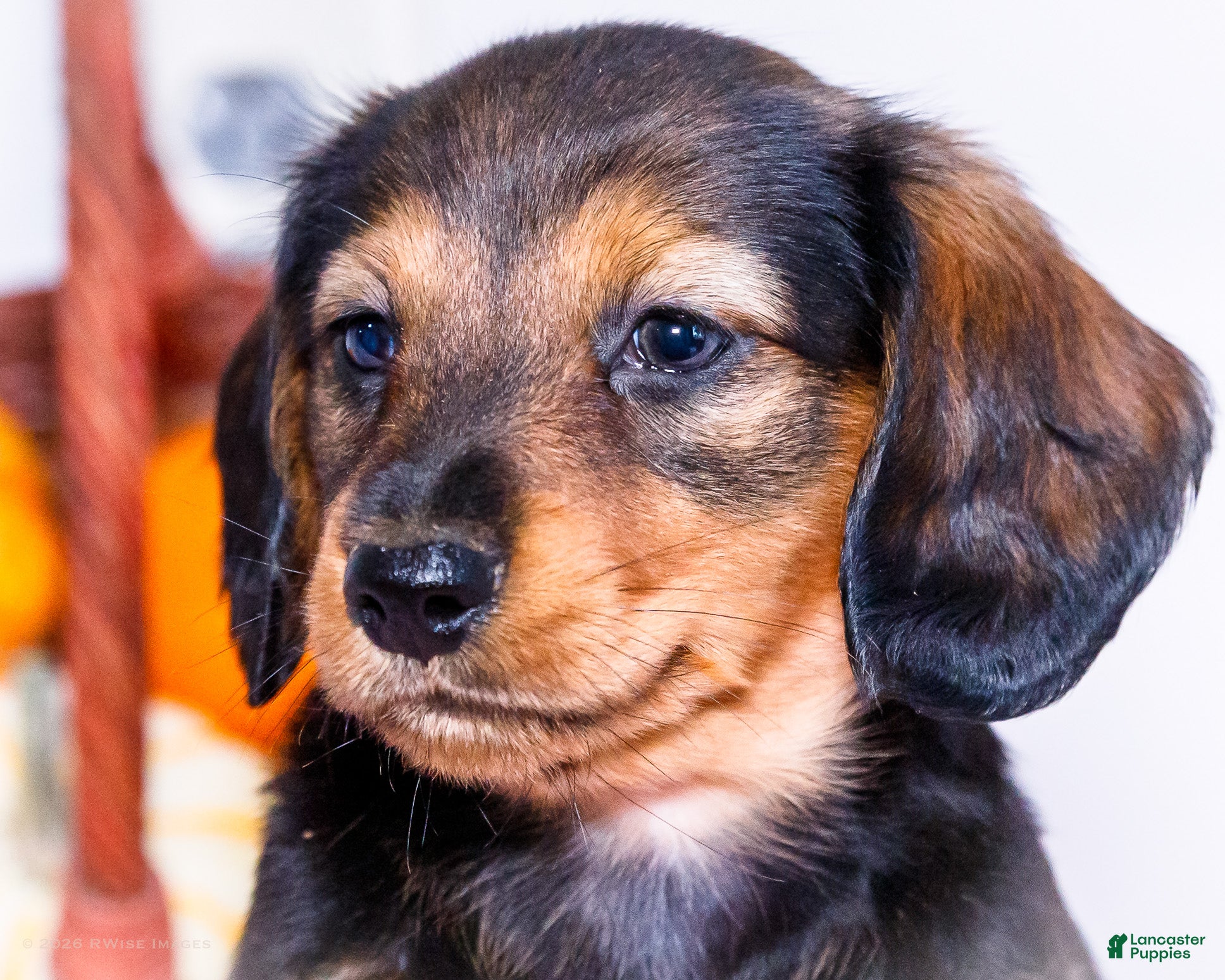 Miniature Dachshund dogs Nellie - Ad 2