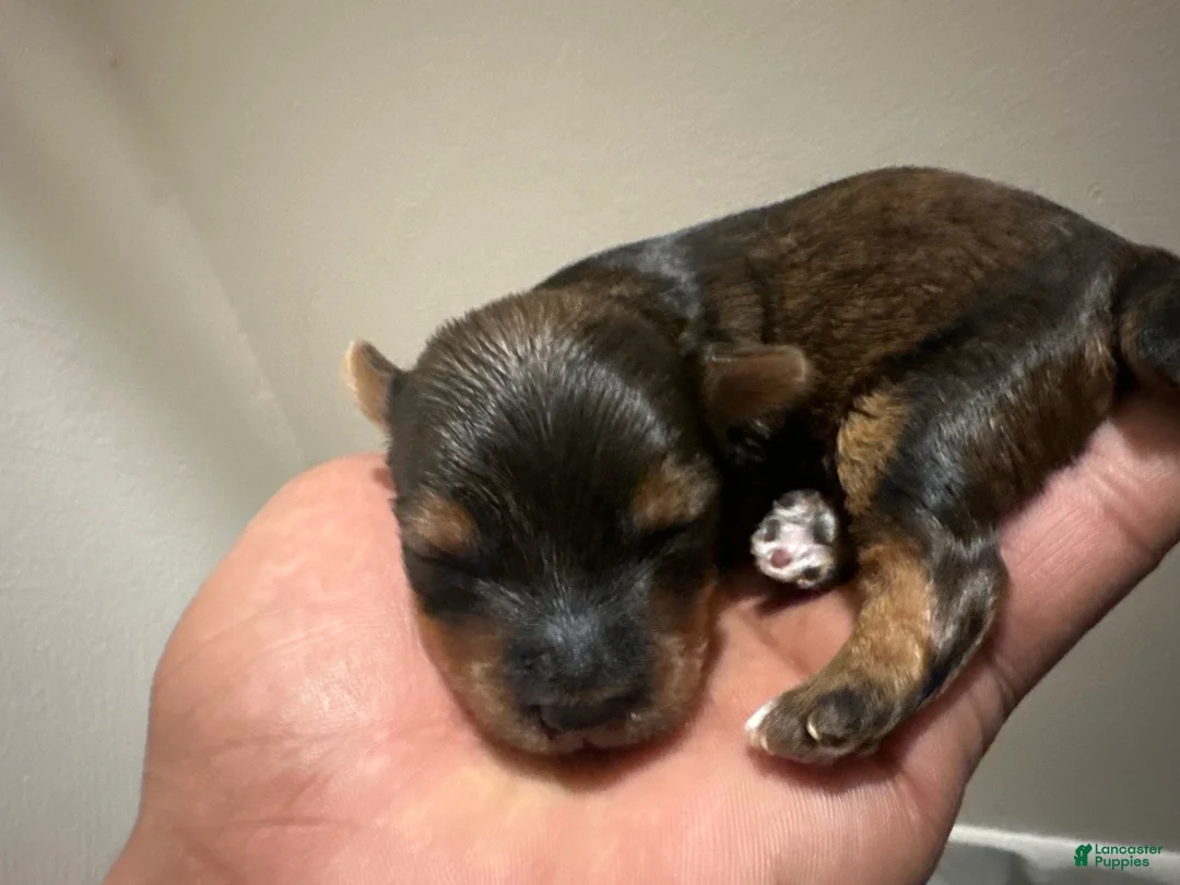 Yorkiepoo dogs for sale: Yorkiepoo Puppy 1 - Ad 1