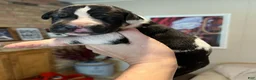 Great Dane dogs for sale: Phantom's M'VP of the WNBA "A'Ja Wilson" - Ad 4