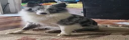 Shetland Sheepdog dogs for sale: Pibbles - Ad 5