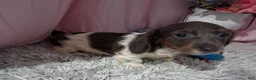 Miniature Dachshund dogs for sale: Miniature Dachshund 1 - Ad 3