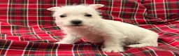 West Highland Terrier dogs for sale: Karson  - Ad 5