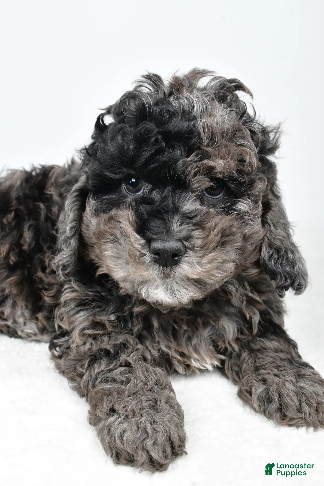 Cockapoo dogs for sale: Amber - Ad 4
