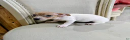 Teddy Roosevelt Terrier dogs for sale: DR JOHNNY - Ad 8