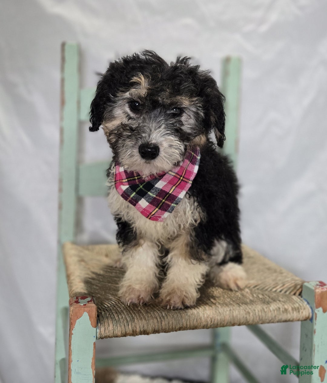 Mini Sheepadoodle dogs for sale: Joy - Ad 5