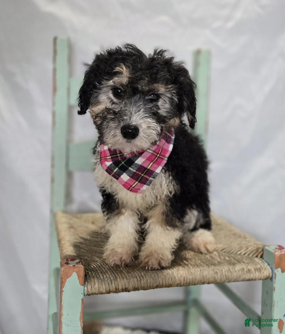Mini Sheepadoodle dogs for sale: Joy - Ad 5